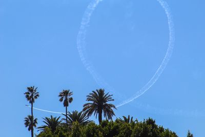 Low angle view of palm trees against blue sky