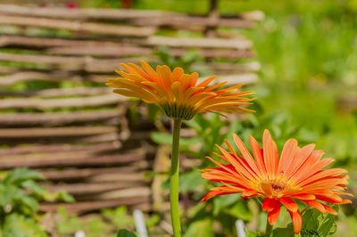 Close-up of orange flower in field