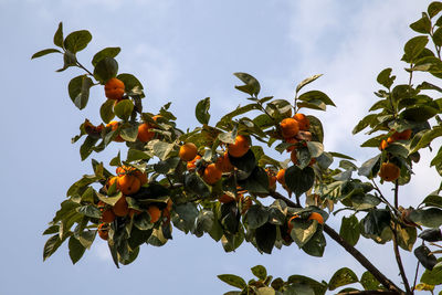 Low angle view of orange tree against sky