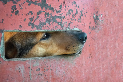 Close-up of a dog looking away