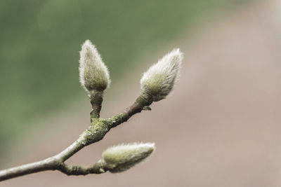 Close-up of bud