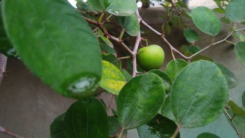 Close-up of fruits growing on tree