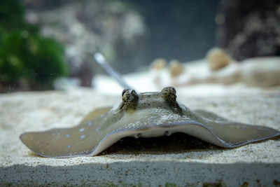 Close-up of turtle in sea