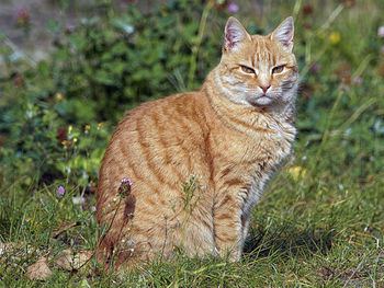 Portrait of ginger cat on field