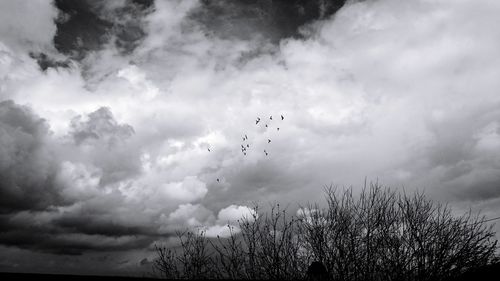 Flock of birds flying in sky