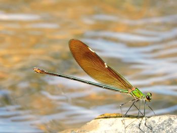 Close-up of damselfly on plant
