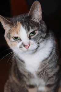 Close-up portrait of cat