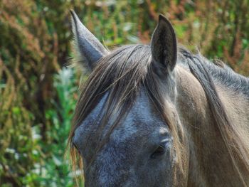 Horse ears closeup