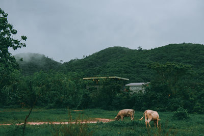 Cows grazing in a field