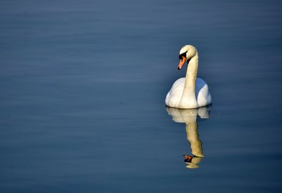 View of swan in lake