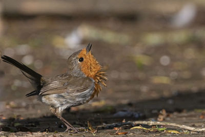 Close-up of a bird perching on a field