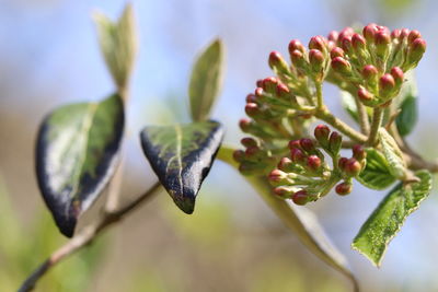 Close-up of berries on plant