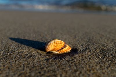 Close-up of snail on beach