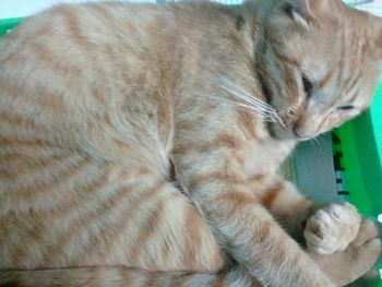 Close-up of cat