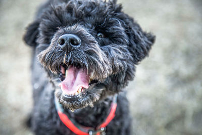 Close-up portrait of a dog