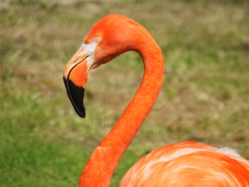 Close-up of a bird