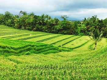 Rice terrace