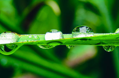 Close-up of raindrops on grass