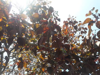 Low angle view of tree against sky