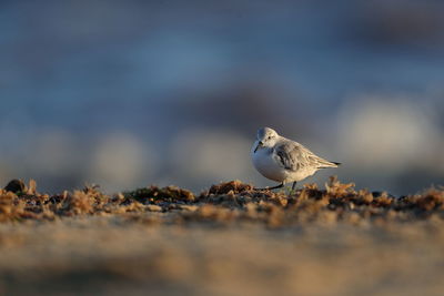 Close-up of seagull perching on a rock