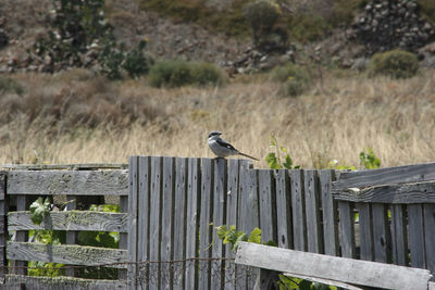 Bird perching on a fence