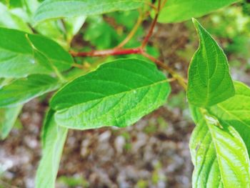 Close-up of fresh green leaves on field