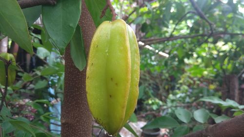 Close-up of fruit growing on tree