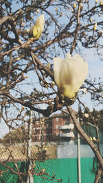 Close-up of yellow flowering plant against tree