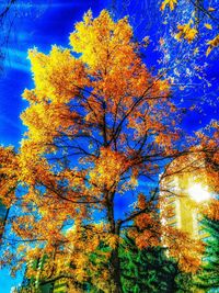Low angle view of tree against blue sky