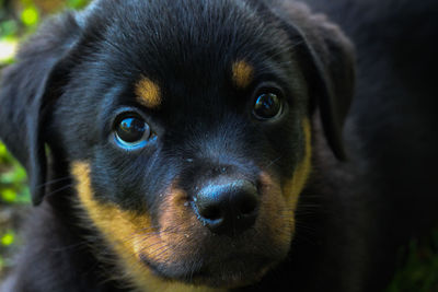 Close-up portrait of puppy