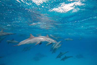 Dolphins playing