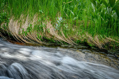 Scenic view of river flowing through forest