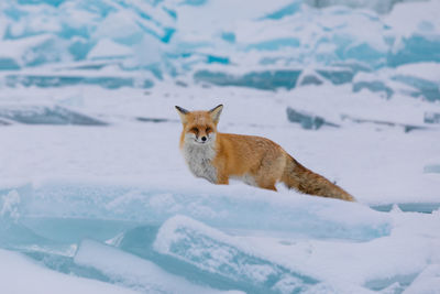 Fox on snow