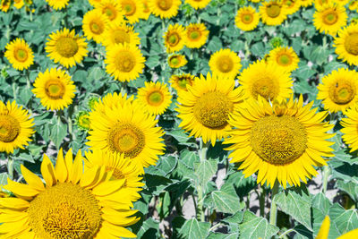 Full frame shot of sunflower