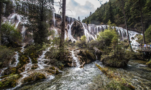 Scenic view of waterfall in forest