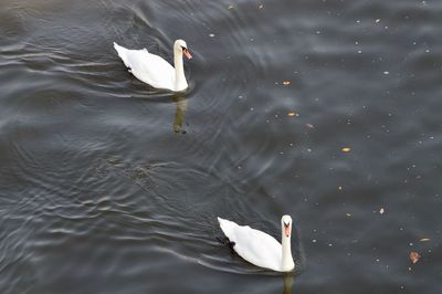 High angle view of swan in lake