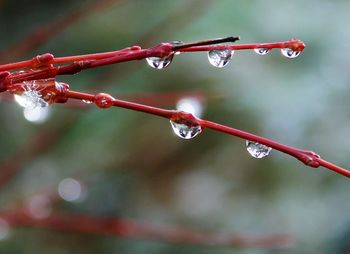 Close-up of water drops on leaf