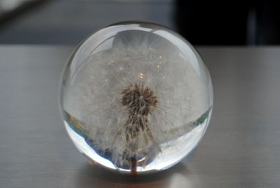 Close-up of dandelion reflecting on crystal ball