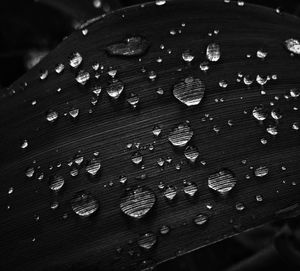 Close-up of water drops on leaf