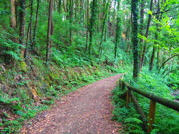 Footpath amidst trees in forest
