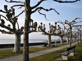 Trees on bench by sea against sky