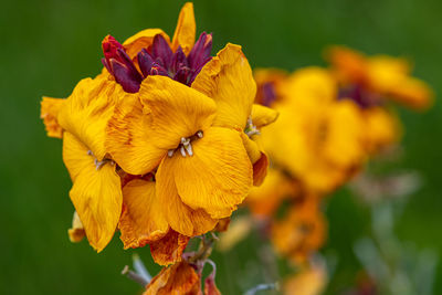 Close up of yellow wallflowers in bloom with a green background