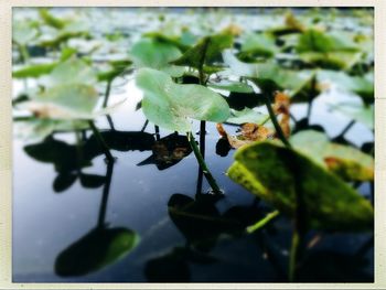 Close-up of water lily pads in plant