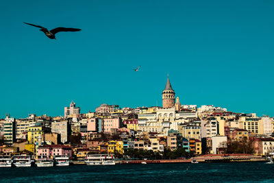 Seagulls flying over buildings in city