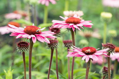 Close-up of pink flowering plants on field