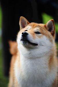 Close-up of a dog looking away