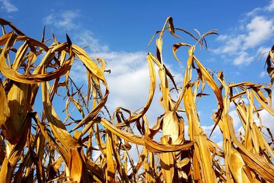 Low angle view of corn field against sky