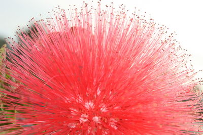 Close-up of red flower