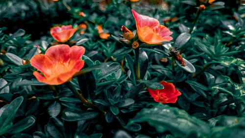 Close-up of red flowering plant