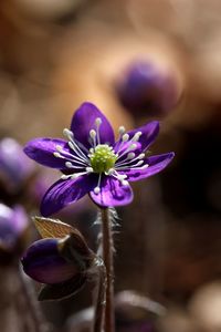 Close-up of purple flower